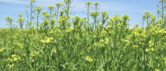 ▶ Camelina and Nitrogen Monitoring