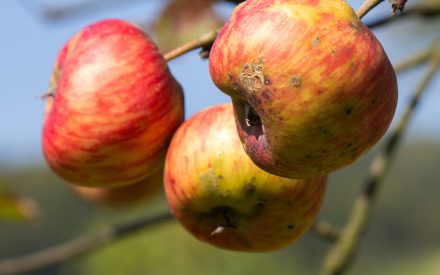 Fruit Crop Scouting Report: Sept. 10