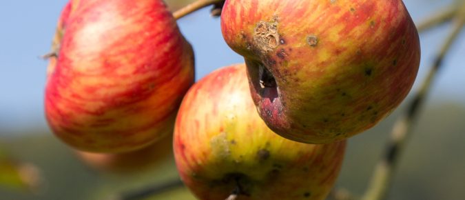 Fertilization Guidelines for Mature Apple Trees
