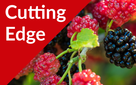 The Cutting Edge Podcast Episode #43: Mulberries Part I, Current Research and Historical Context