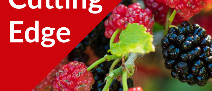 The Cutting Edge Podcast Episode #43: Mulberries Part I, Current Research and Historical Context