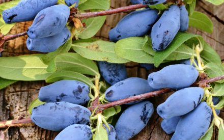 New Berry Crops on the Rise – Webinar Series Recap