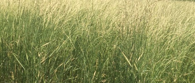 Fall Forage Rye for Dairy Heifers and Dry Cows