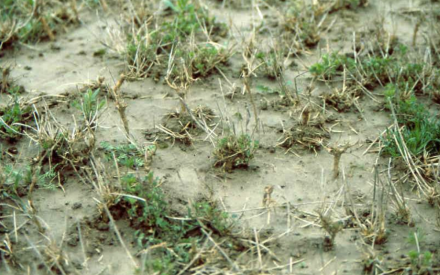 alfalfa heaving
