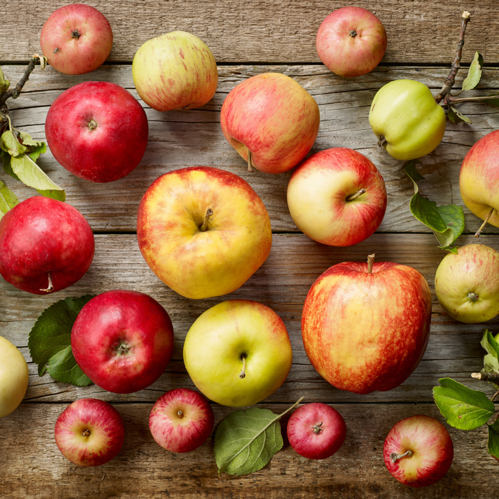 Wisconsin Orchard Update: Secondary Apple Scab and Marssonina Leaf Blotch