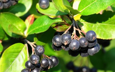 Notes from the Field: A Growers Perspective – Ben Kraus Chat #8