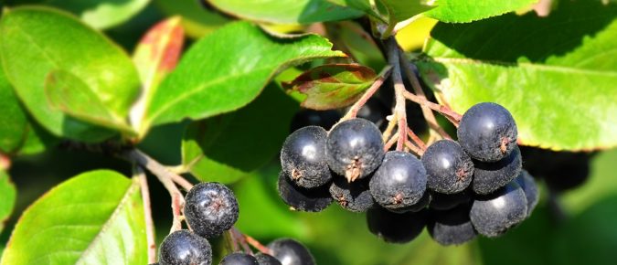 Notes from the Field: A Growers Perspective – Ben Kraus Chat #8