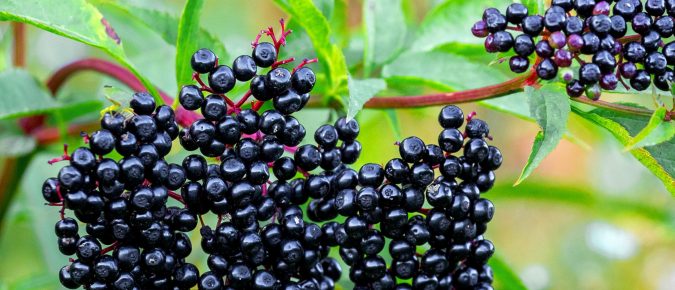 Notes from the Field: A Growers Perspective – Ben Kraus Chat #10