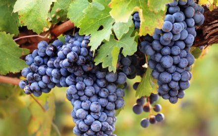 Fruit Crop Scouting Report: July 28, 2025