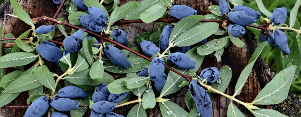 Cold-hardy honeyberries are ripe for connection, community