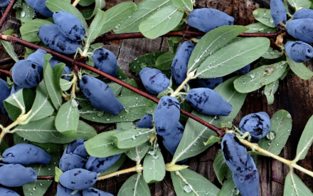 Cold-hardy honeyberries are ripe for connection, community
