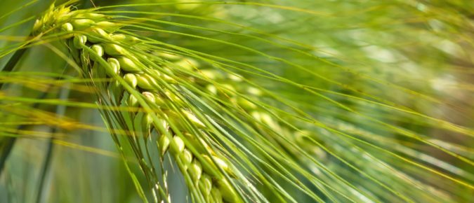 ▶ Malting Barley Update