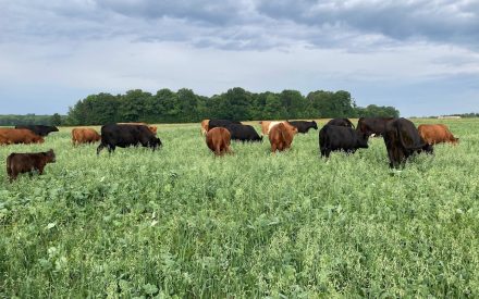 Grazing cover crops