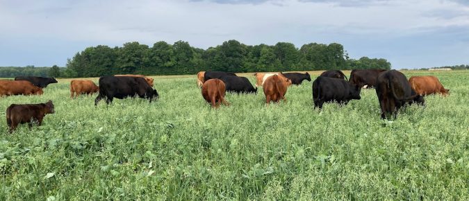 Grazing cover crops to preserve stored feed