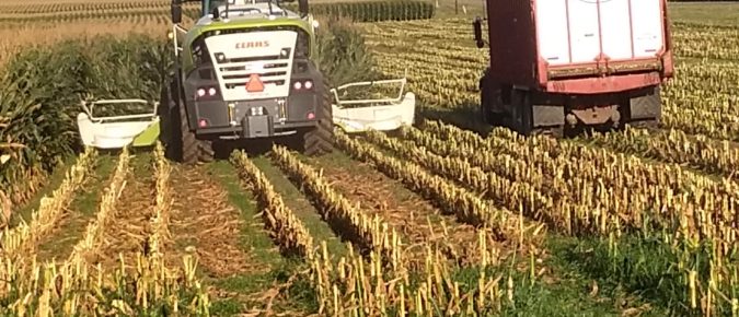 Corn silage opportunities and considerations for drought-stressed corn