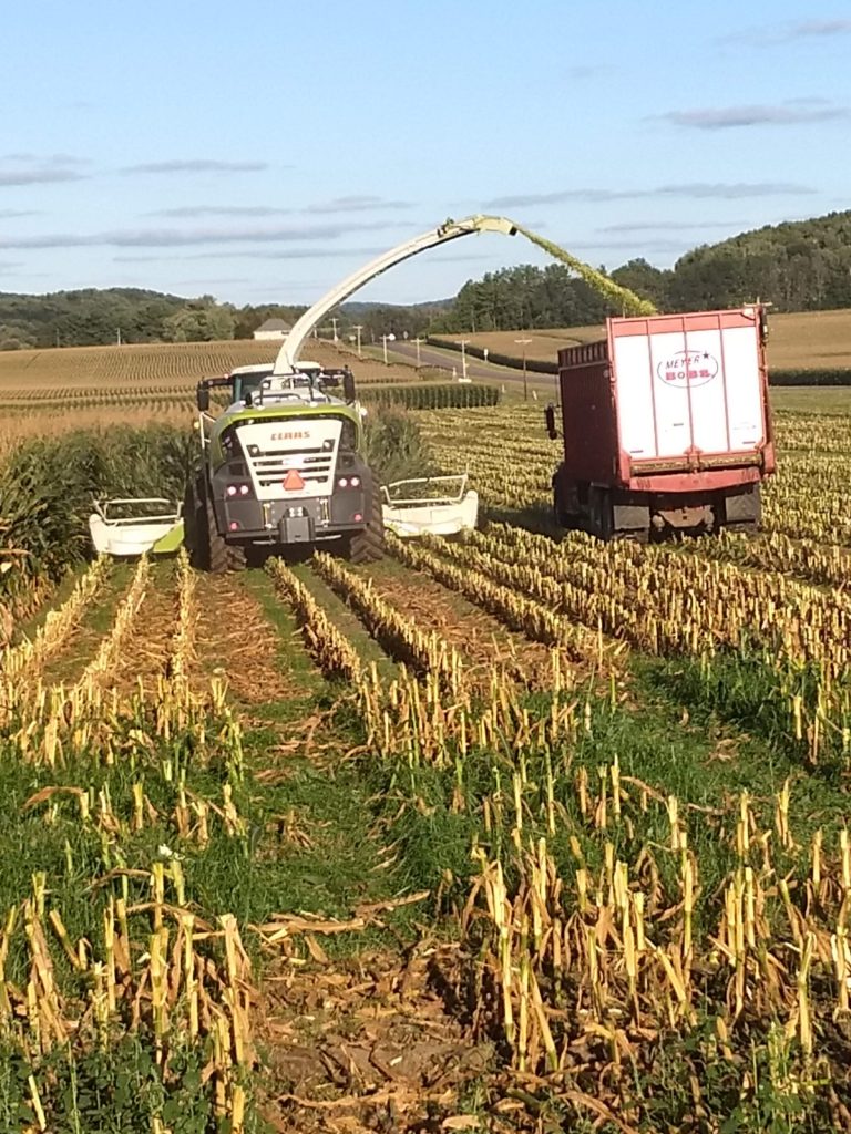 harvesting corn silage