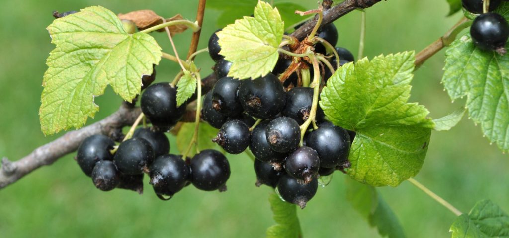 Black currants