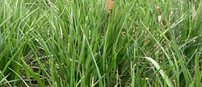 Ryegrass Types for Pasture and Hay