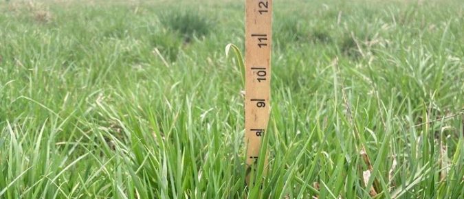 Use a grazing stick to create a pasture inventory