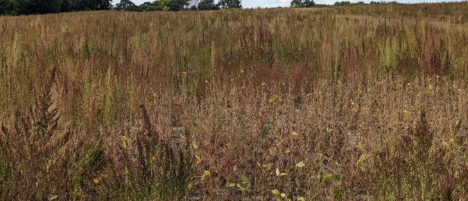 Harvest aid considerations for weedy Soybean fields