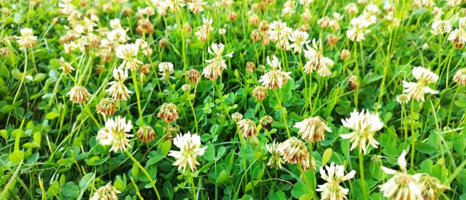 White clover for Wisconsin pastures
