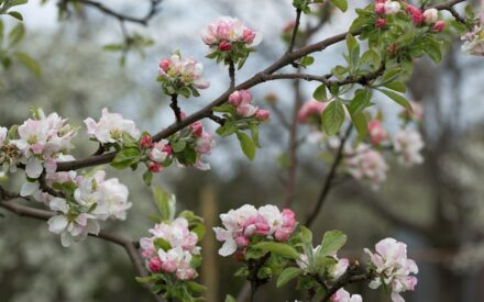 Wisconsin Fruit Crop Scouting Report: May 7, 2025