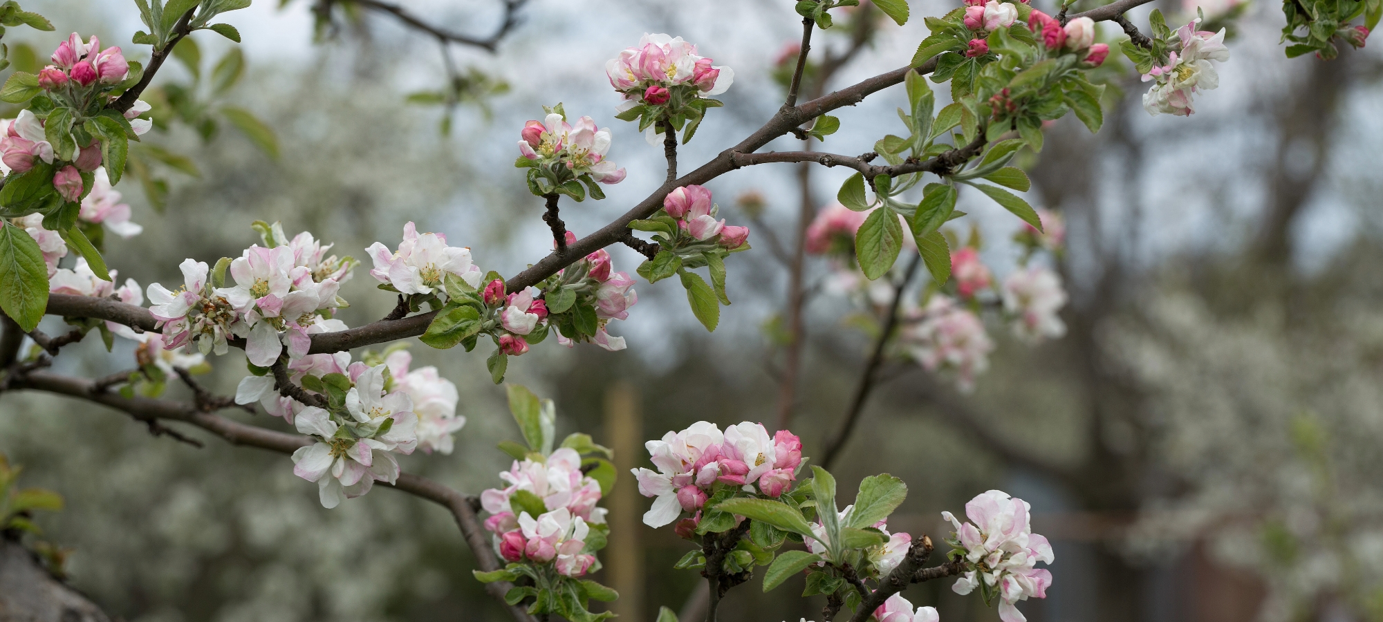 Wisconsin Fruit Crop Scouting Report: May 7, 2025