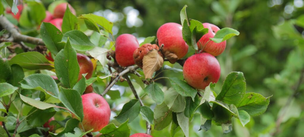 Wisconsin Fruit Crop Scouting Report: June 4, 2025