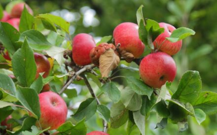 Wisconsin Fruit Crop Scouting Report: June 4, 2025
