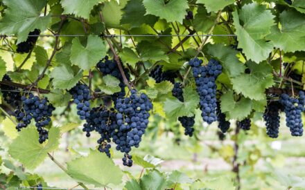 Notes from the Field: A Growers Perspective – Ben Kraus Chat #1
