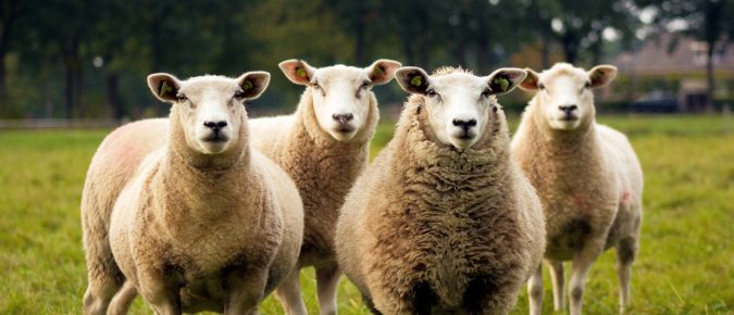 Pasture species selection for sheep