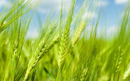 Small Grains Economics