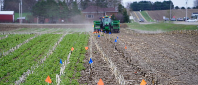 Corn-Alfalfa Interseeding – A Unique Strategy for Alfalfa Establishment