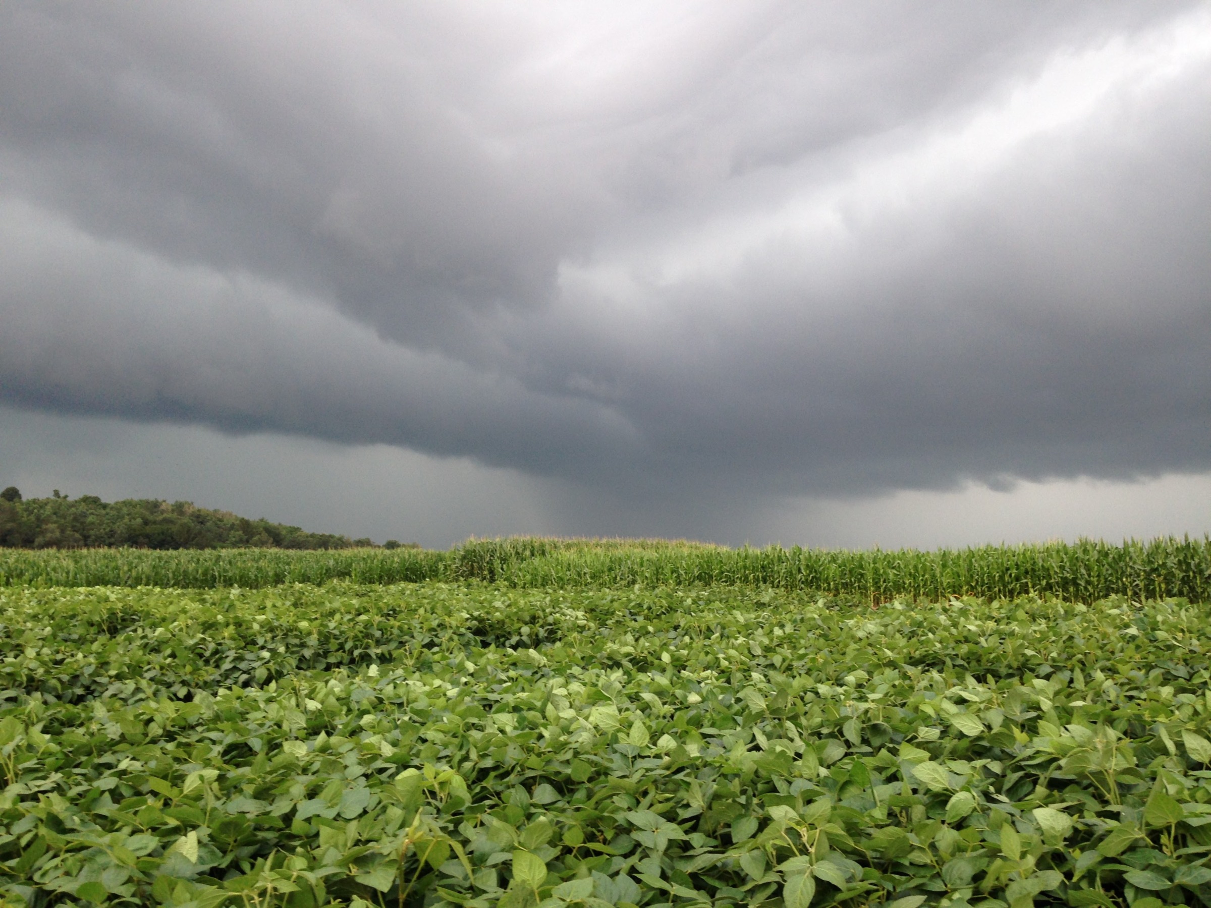 storm cloud over soybean field