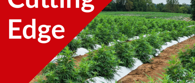 The Cutting Edge Podcast Episode #48: Field Notes, UW Hemp Research Updates