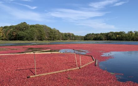 Cranberry harvest