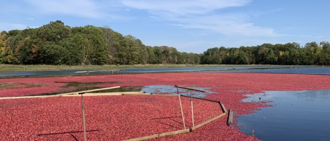 Field Notes Episode 14: Cranberry Production