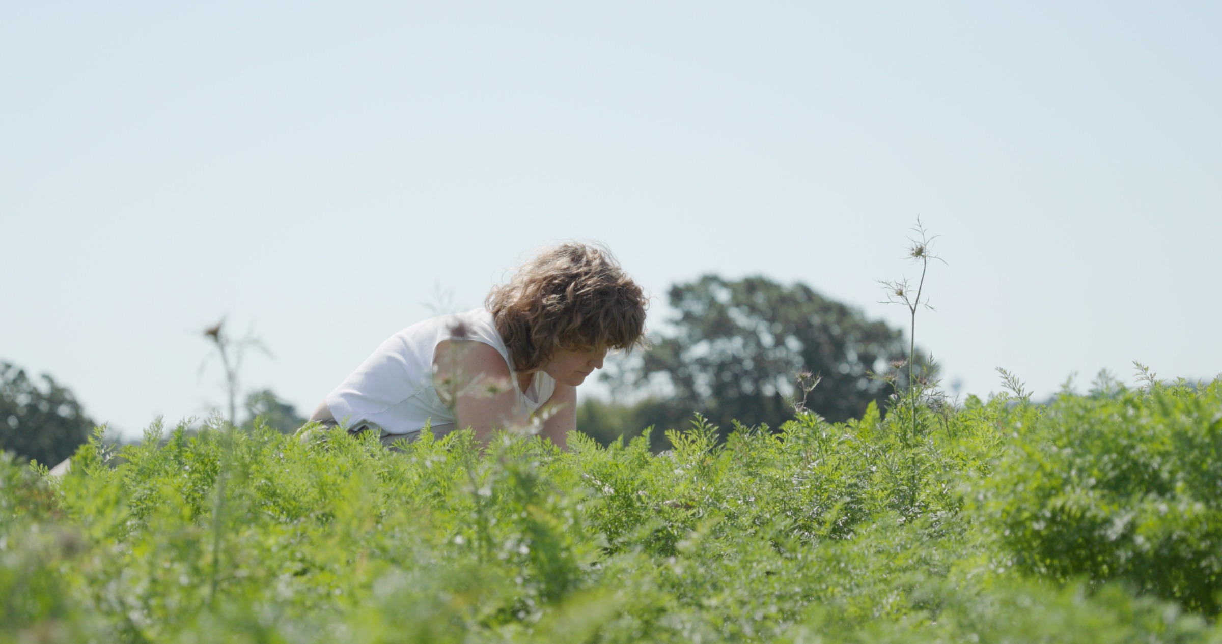 Women in alfalfa field doing research