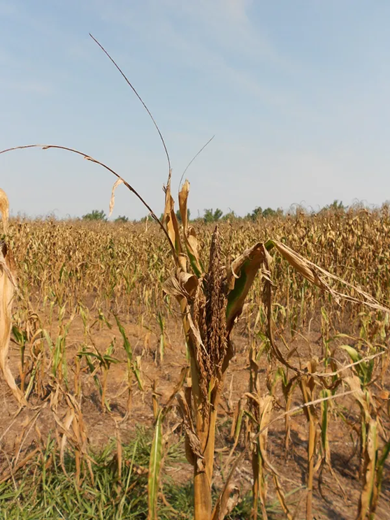 Corn stalk withered from drought