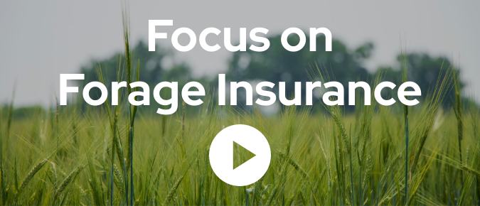 Videos: Focus on Forage Insurance