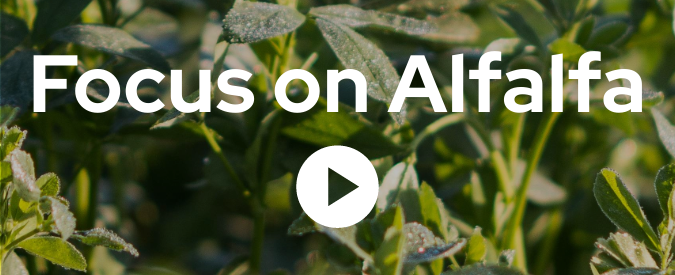 Videos: Focus on Alfalfa