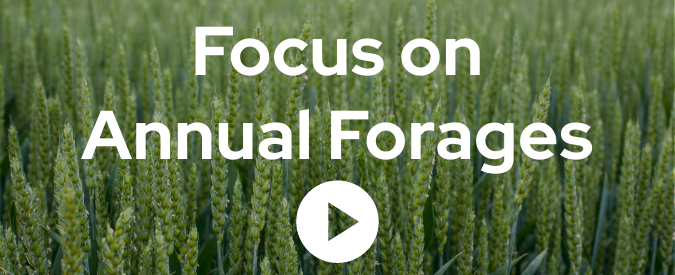 Videos: Focus on Annual Forages