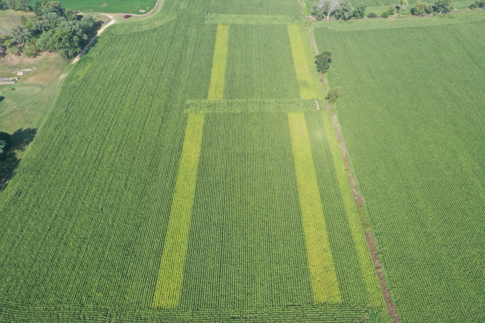 Aerial view of a lush cornfield divided into distinct sections with varying shades of green, indicating areas involved in nitrogen trial research. The lighter green patches form a ‘T’ shape amidst the darker green areas. The field is surrounded by trees and a dirt road or path is visible on the top left corner.