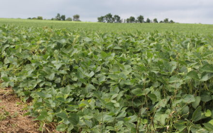 Soybean and Soil Health Study