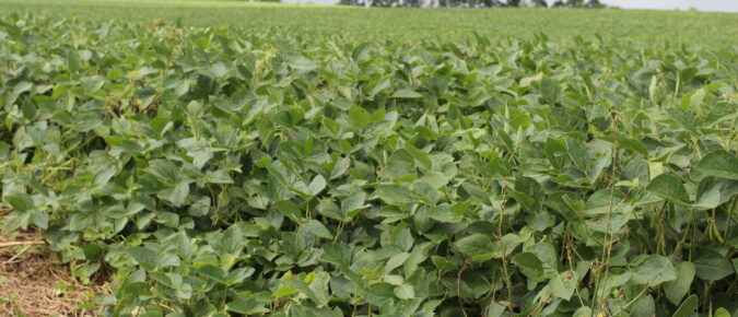 ▶ Phosphorus Fertilizer Enhancement Products: Real Value or Just Extra Cost?