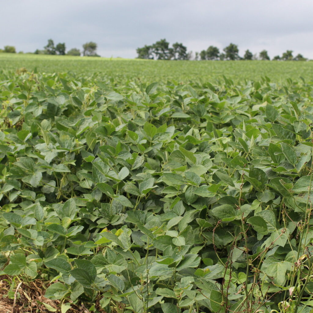 Soybean Gall Midge Scouting Field Day – August 7 in River Falls