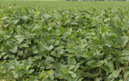 Soybean Gall Midge Scouting Field Day – August 7 in River Falls