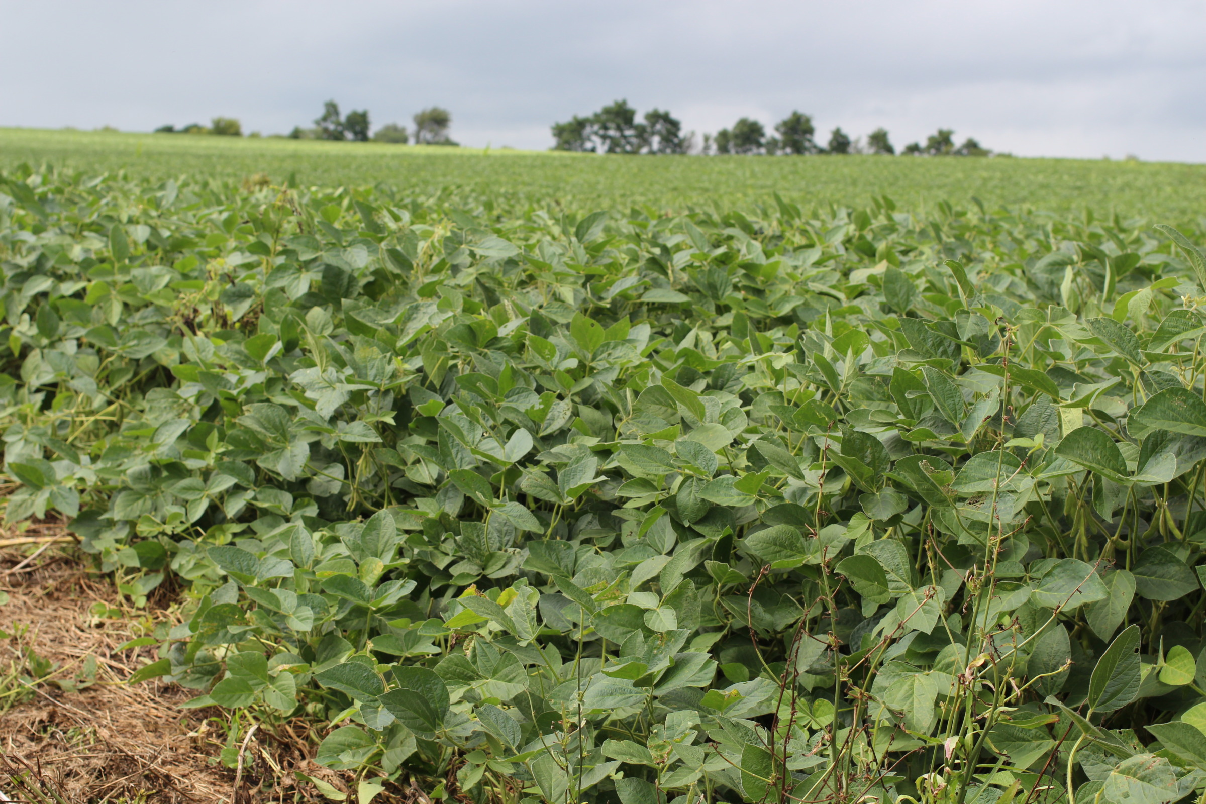 image of a soybean field in late summer