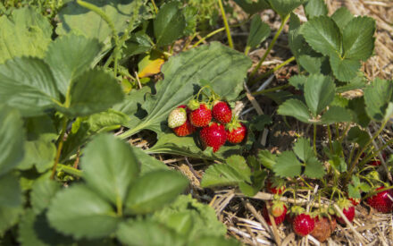 Diagnosing the Nutritional Status of Fruit Crops 
