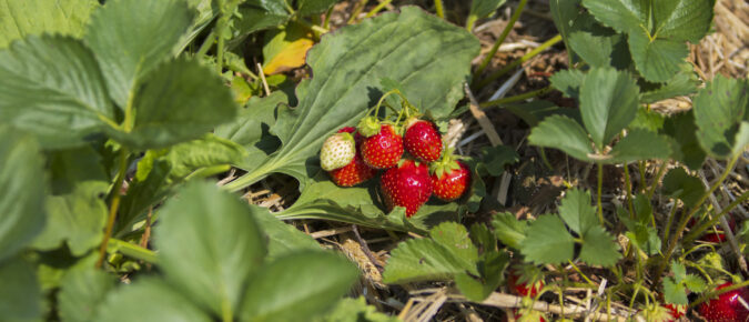 Diagnosing the Nutritional Status of Fruit Crops 